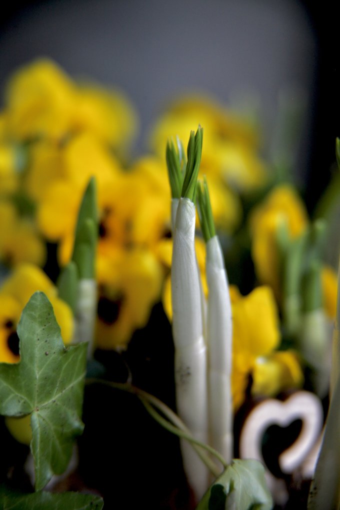 Conter fleurette photo 13